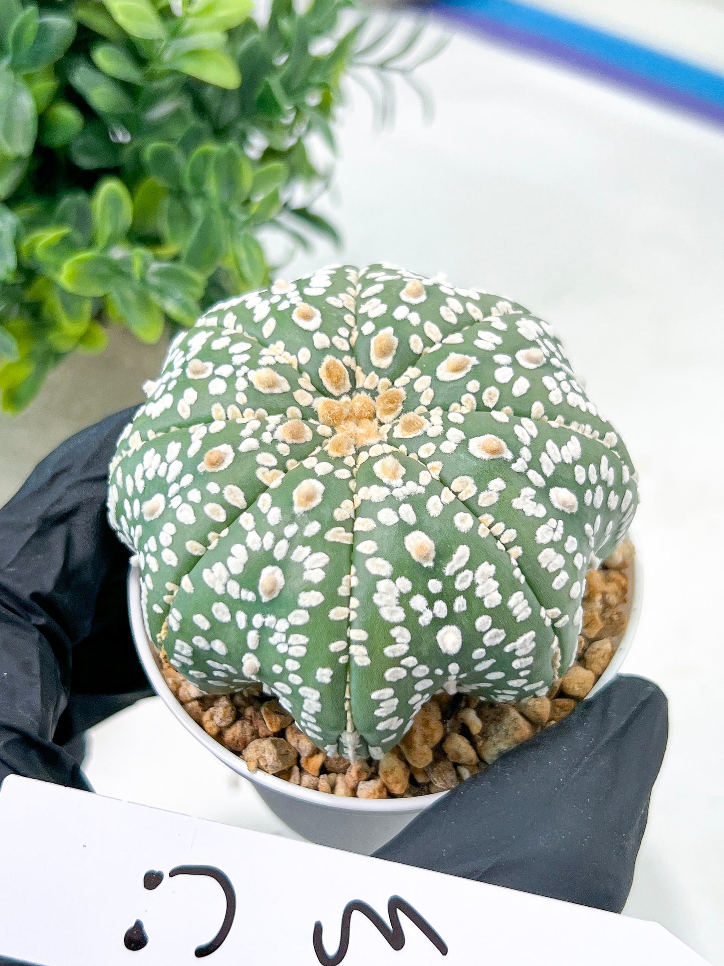 Astrophytum Super Kabuto (#T7B) | Las Vegas Botanical Shop | 3" Pot