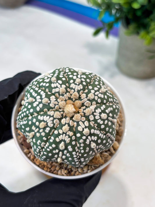 Astrophytum Super Kabuto (T8) (g4) | Imported Cactus