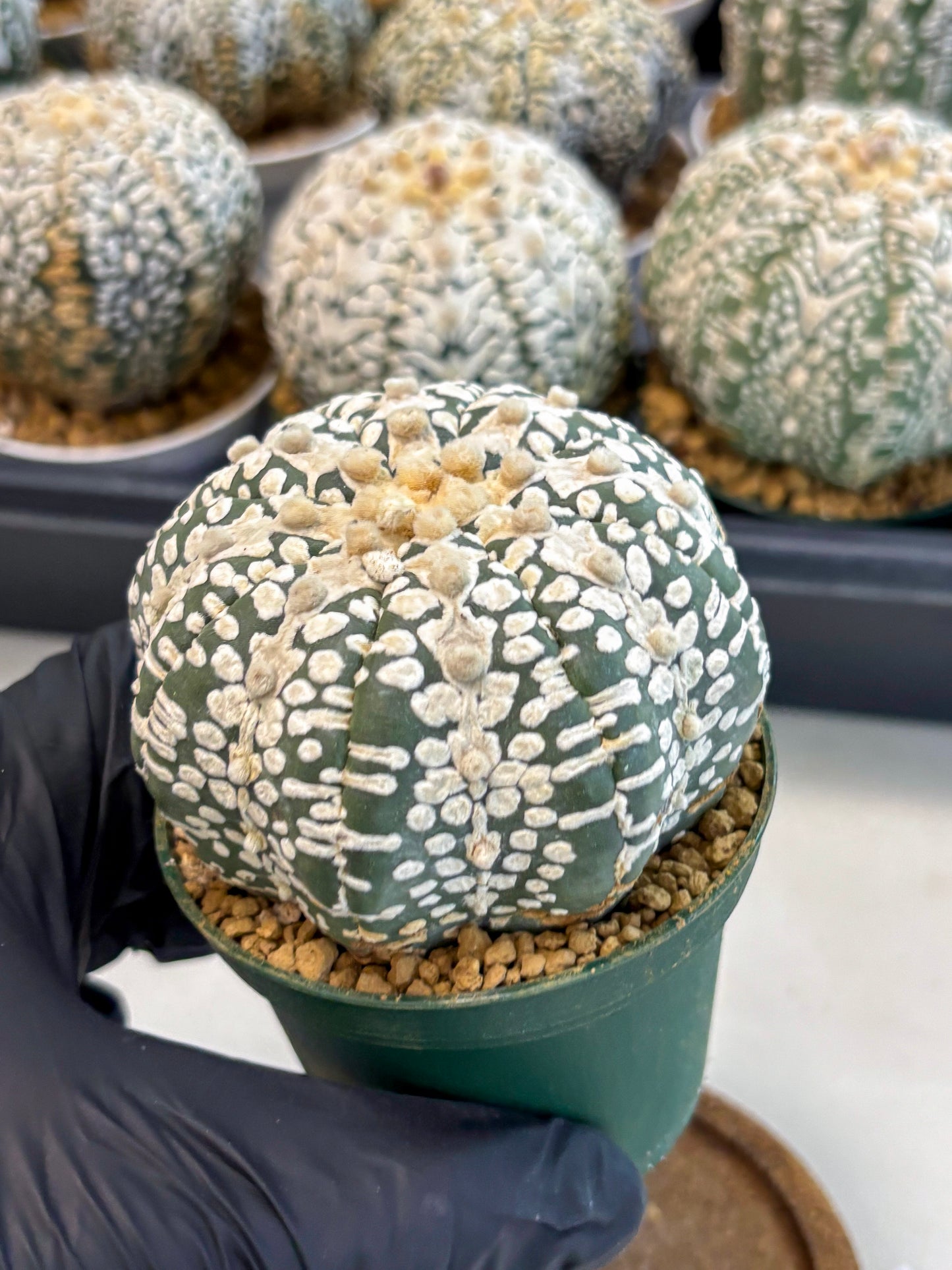 Astrophytum V-Type (at6) (y1) | Rare Star Cactus
