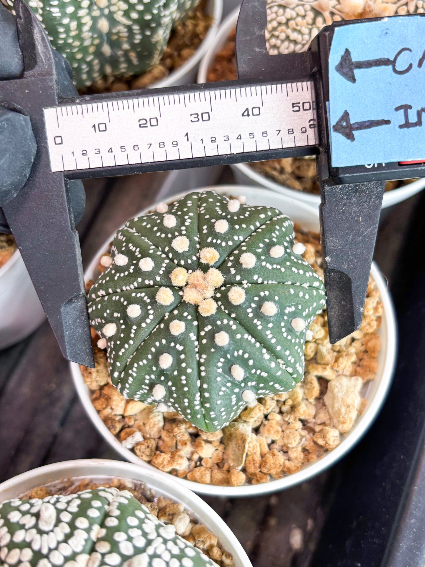 Astrophytum Super Kabuto (t7) (y2) | Imported Plants | 3" Pot