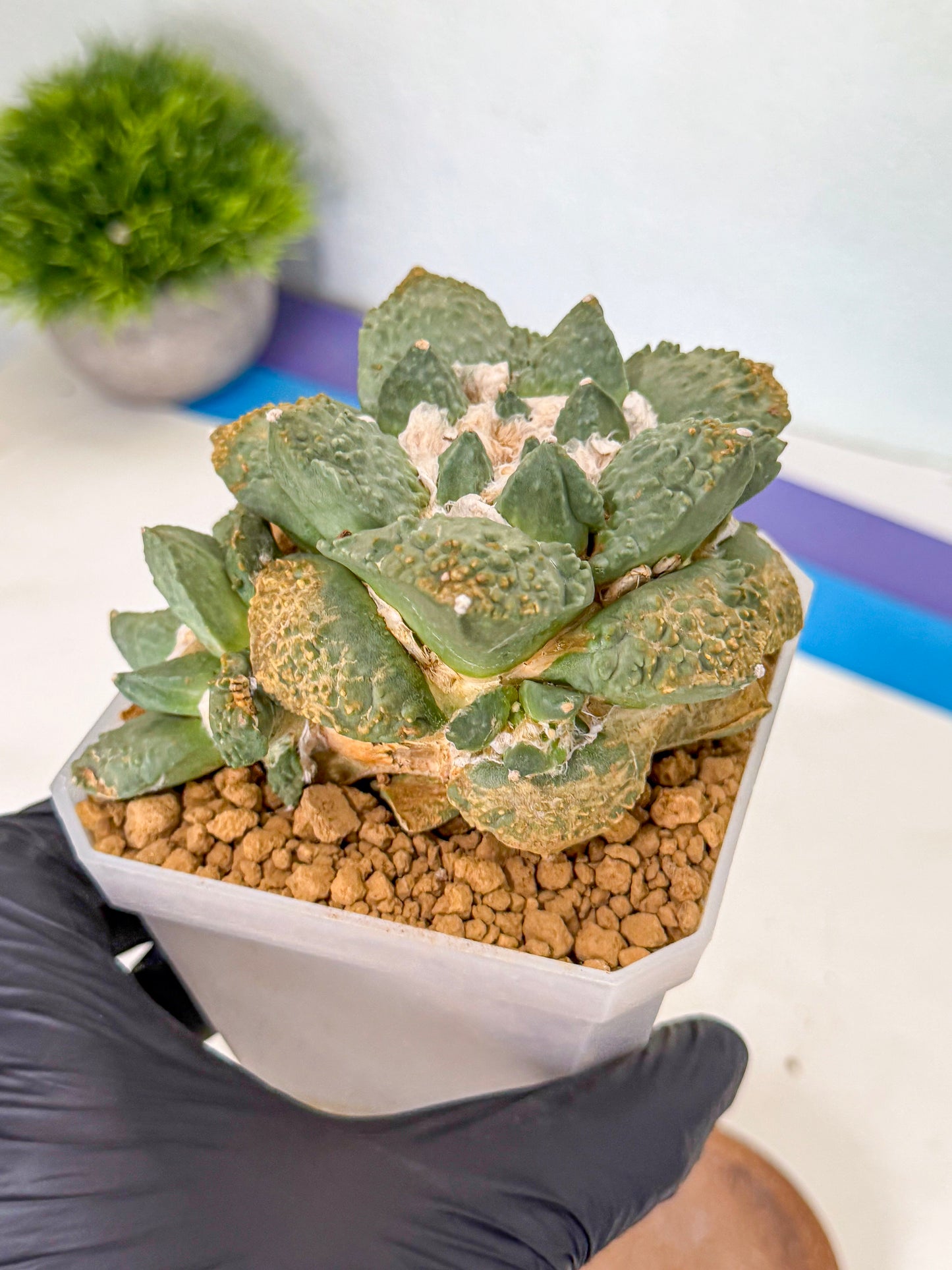 Ariocarpus Cultivar (bb) | Living rock cactus
