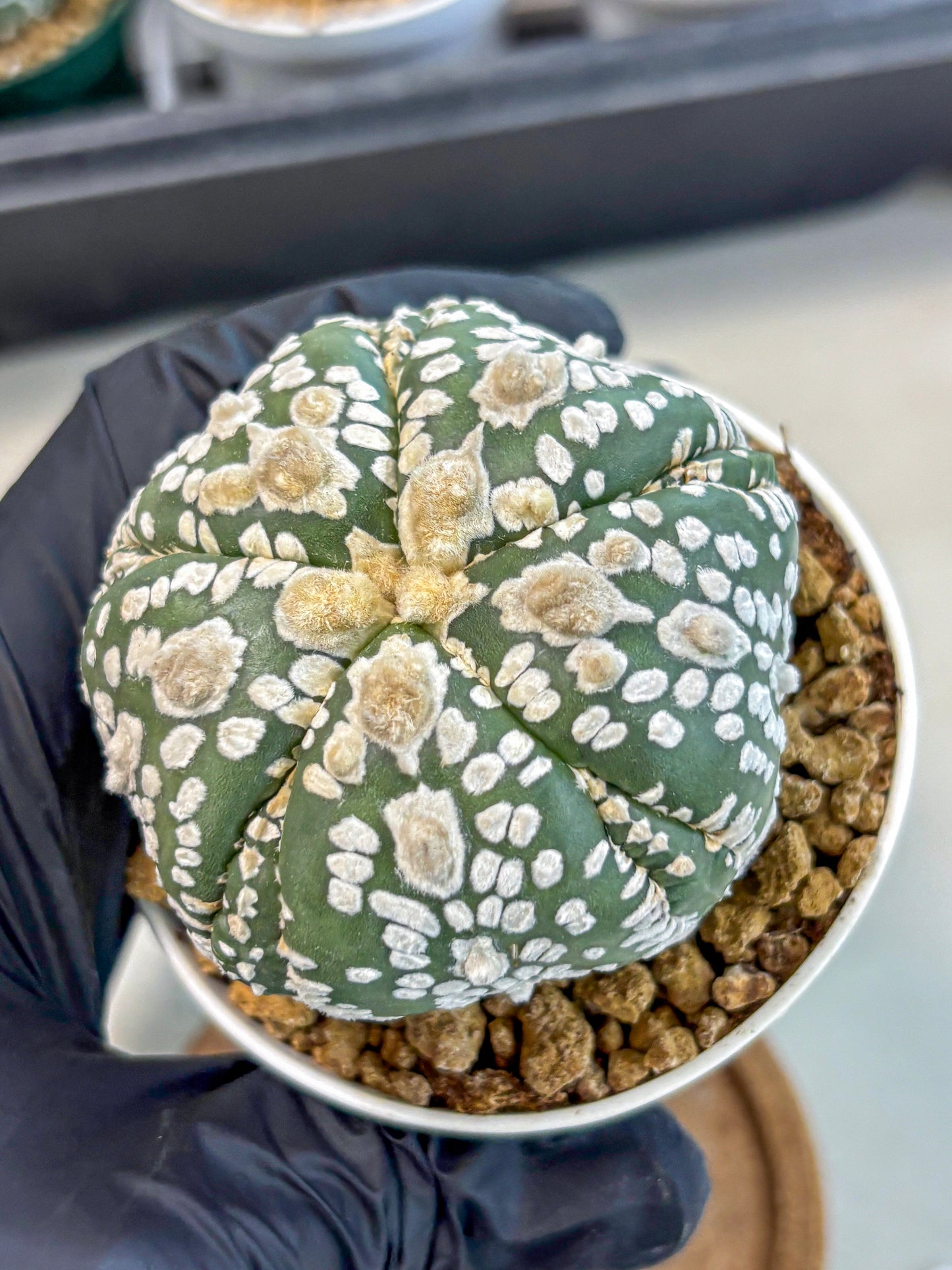 Astrophytum 5-Ribs (at7) (y4) | Living Rocks