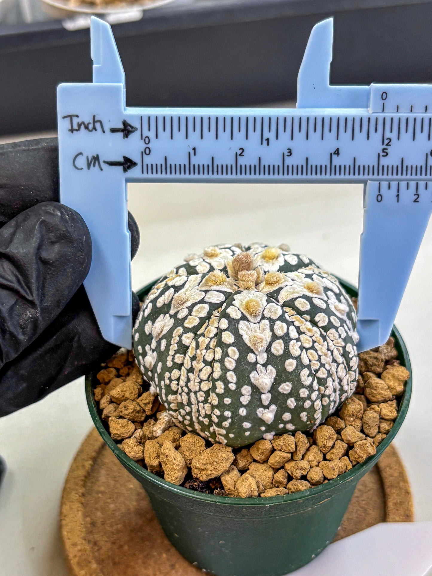 Astrophytum Fukuryu (at8) (06) | Rare Plant | Succulent Cactus