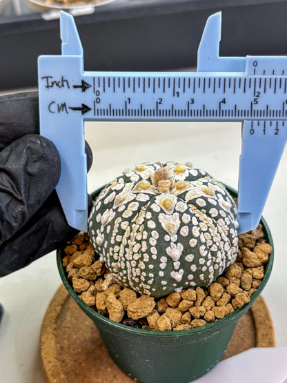 Astrophytum Fukuryu (at8) (06) | Rare Plant | Succulent Cactus