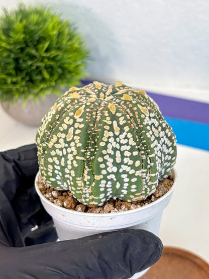 Astrophytum Super Kabuto (at10) (06) | sand dollar cactus