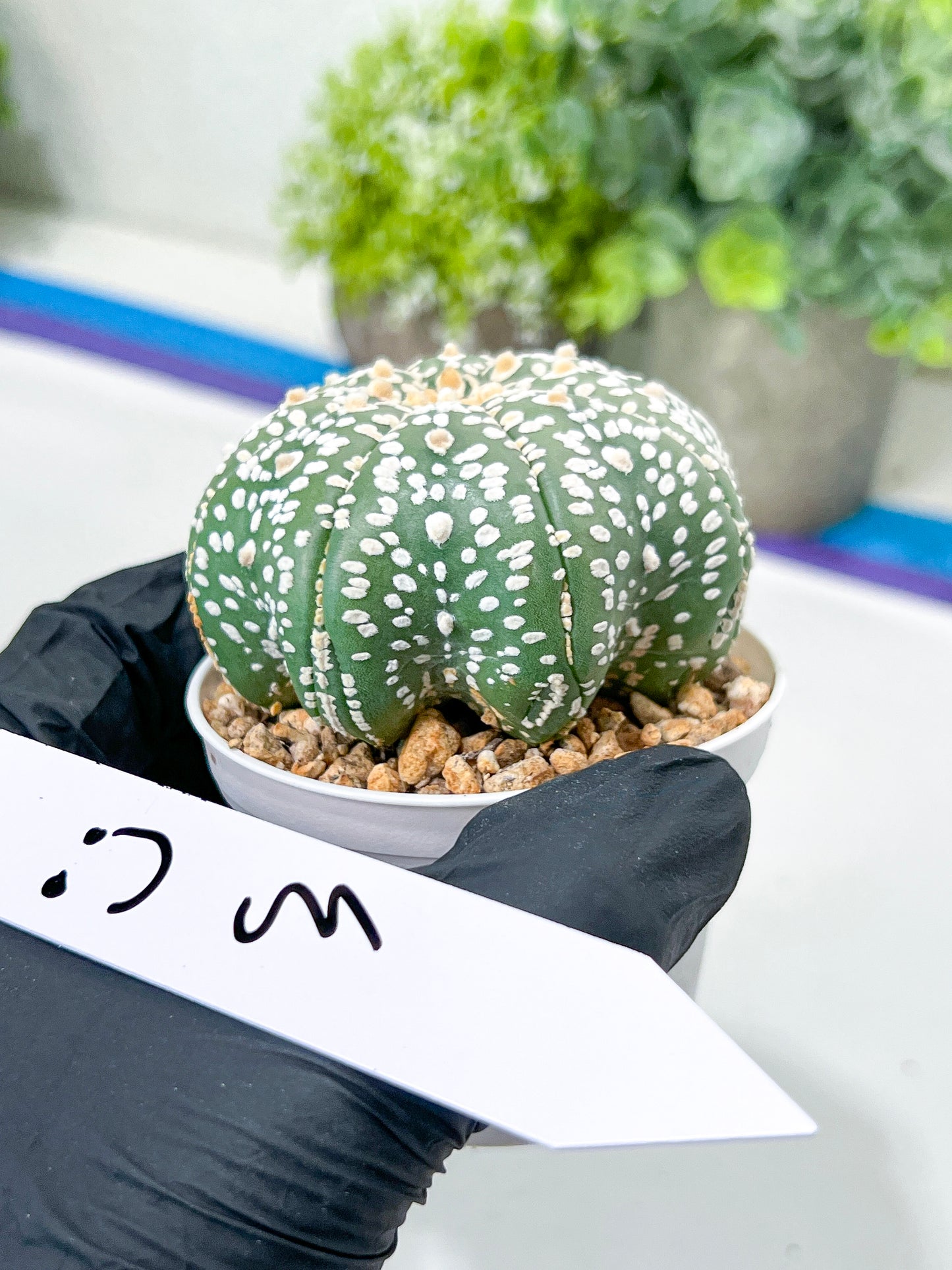 Astrophytum Super Kabuto (#T7B) | Las Vegas Botanical Shop | 3" Pot