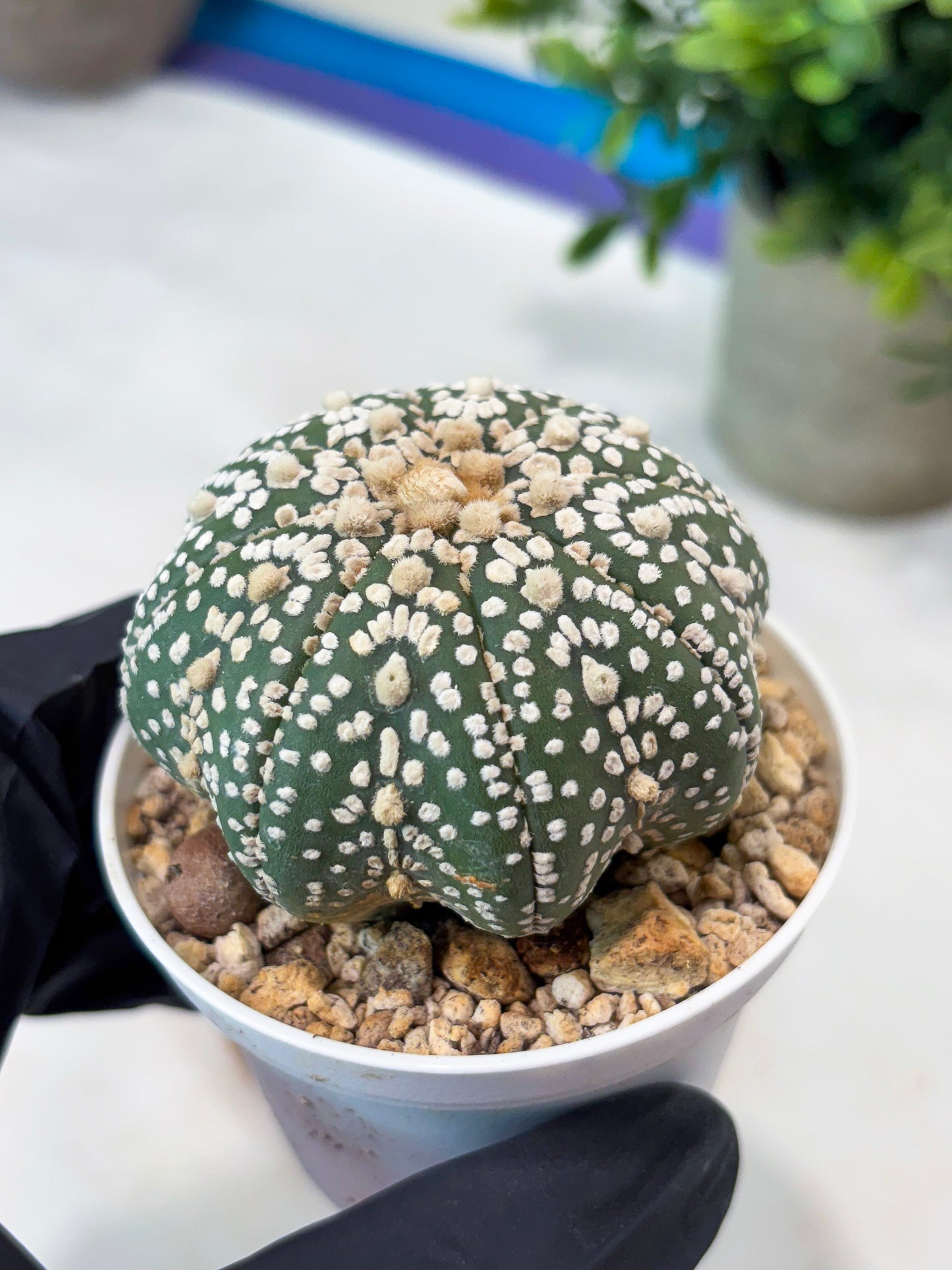 Astrophytum Super Kabuto (T8) (g4) | Imported Cactus