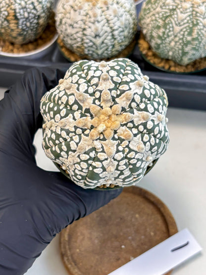 Astrophytum V-Type (at6) (y1) | Rare Star Cactus
