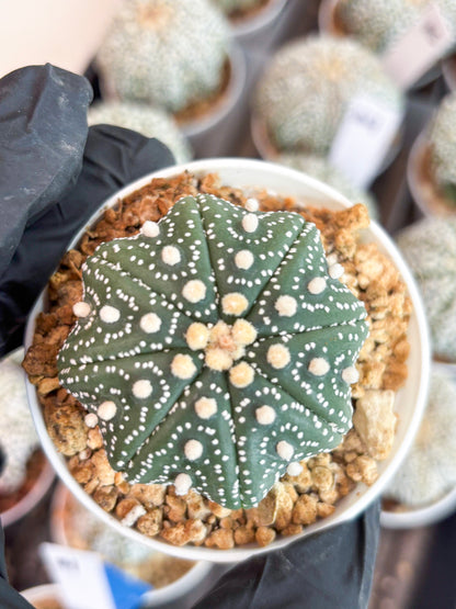 Astrophytum Super Kabuto (t7) (y2) | Imported Plants | 3" Pot