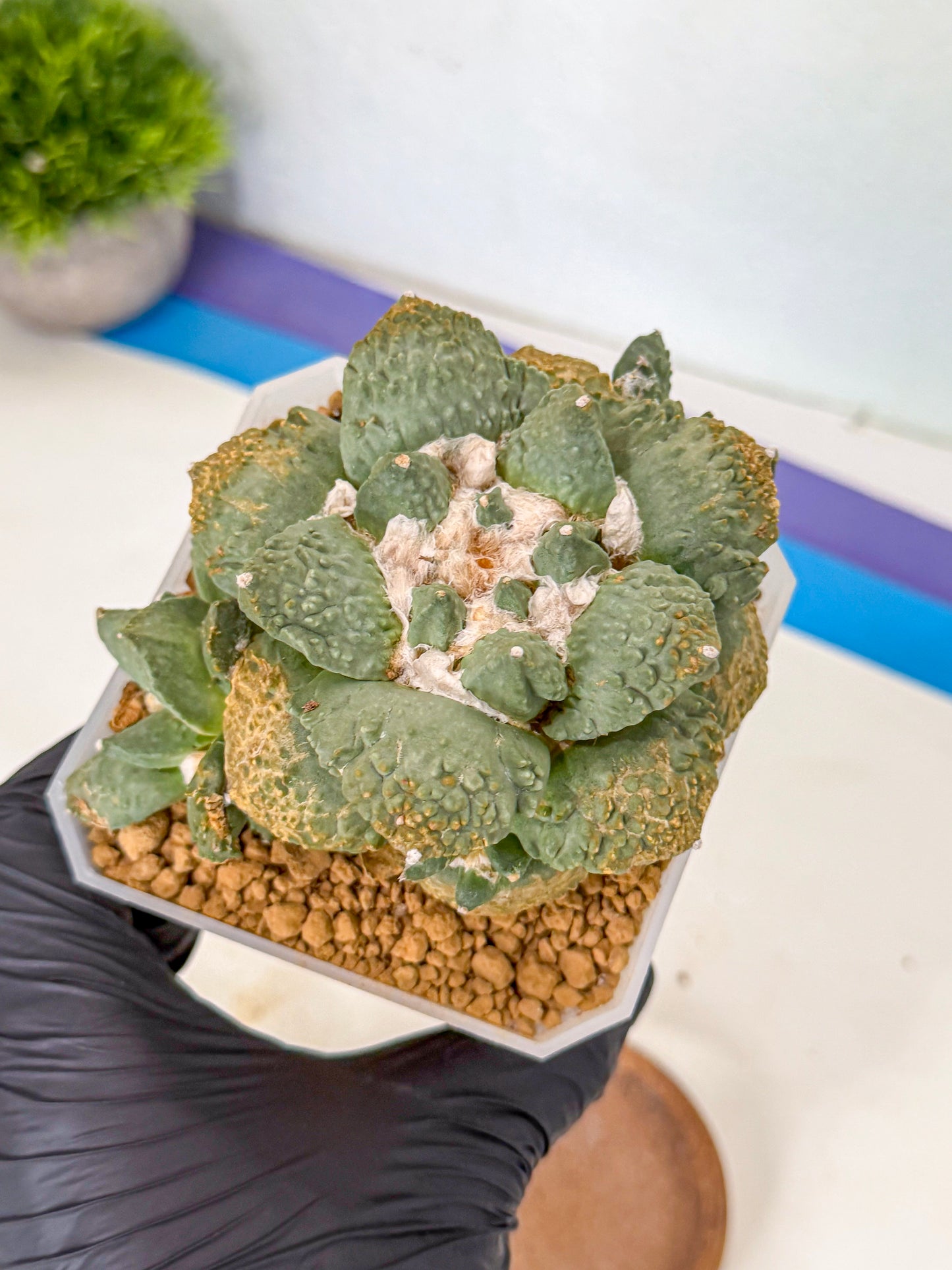 Ariocarpus Cultivar (bb) | Living rock cactus