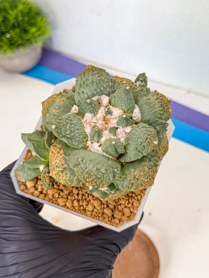 Ariocarpus Cultivar (bb) | Living rock cactus