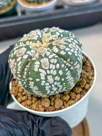 Astrophytum 5-Ribs (at7) (y4) | Living Rocks