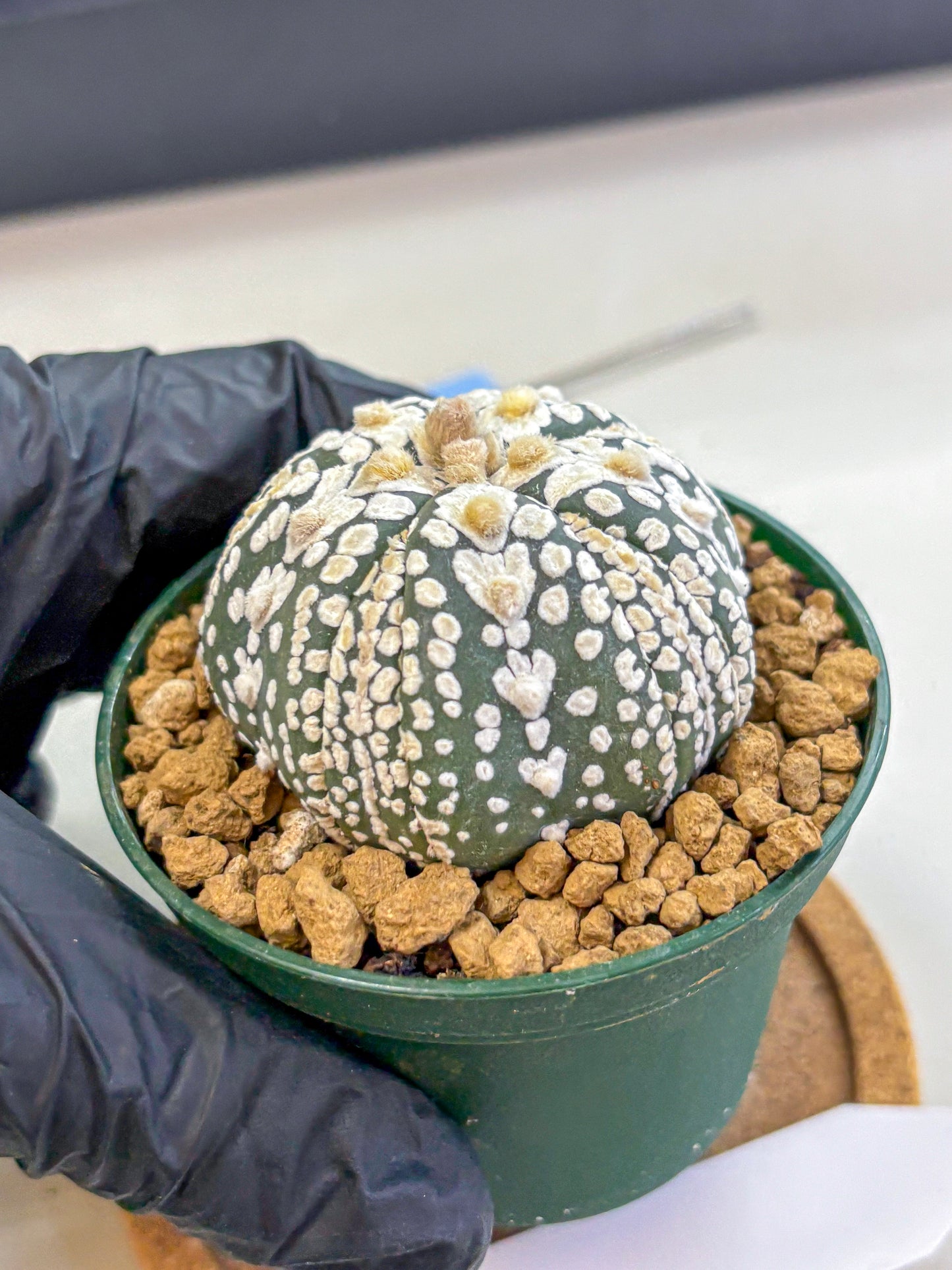 Astrophytum Fukuryu (at8) (06) | Rare Plant | Succulent Cactus
