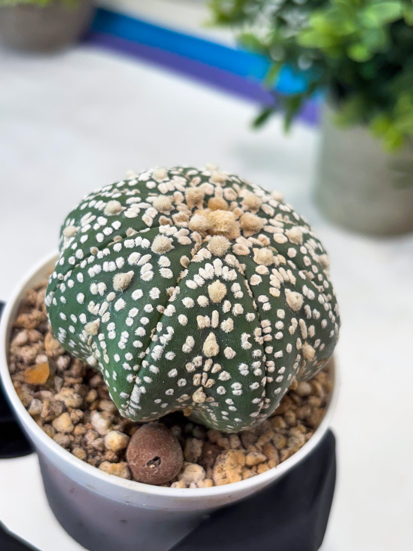 Astrophytum Super Kabuto (T8) (g4) | Imported Cactus