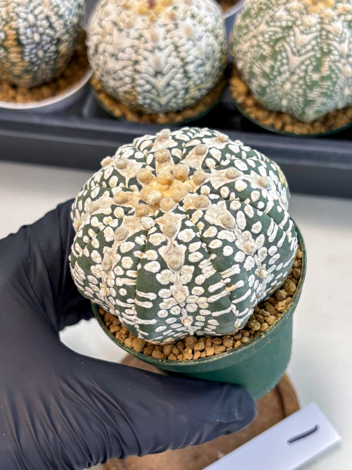 Astrophytum V-Type (at6) (y1) | Rare Star Cactus
