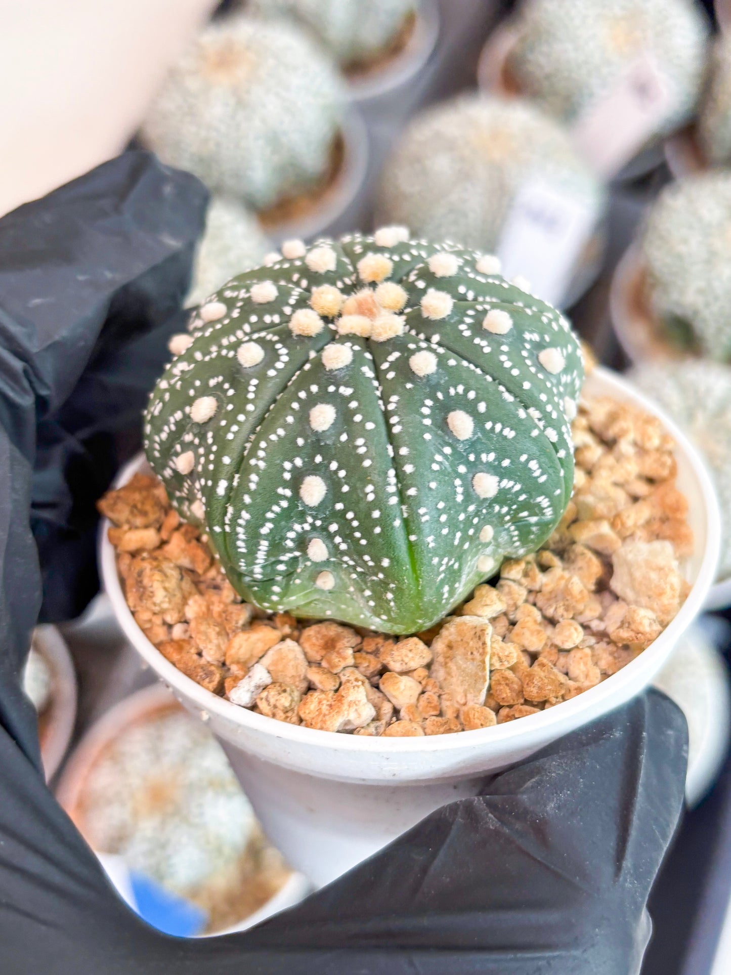 Astrophytum Super Kabuto (t7) (y2) | Imported Plants | 3" Pot