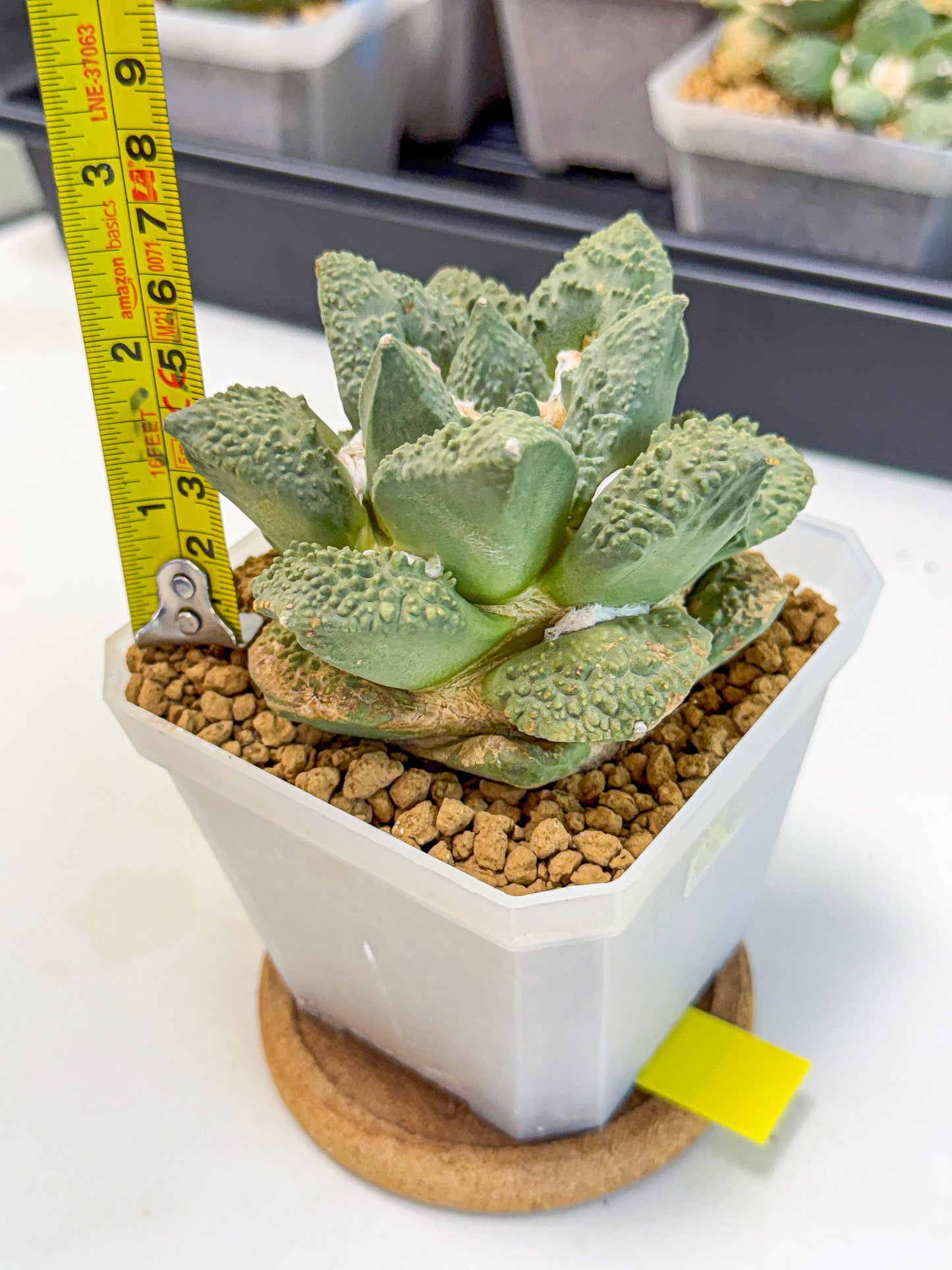 Ariocarpus Cultivar (yy) | Living rock cactus