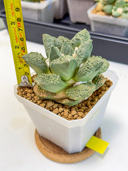 Ariocarpus Cultivar (yy) | Living rock cactus