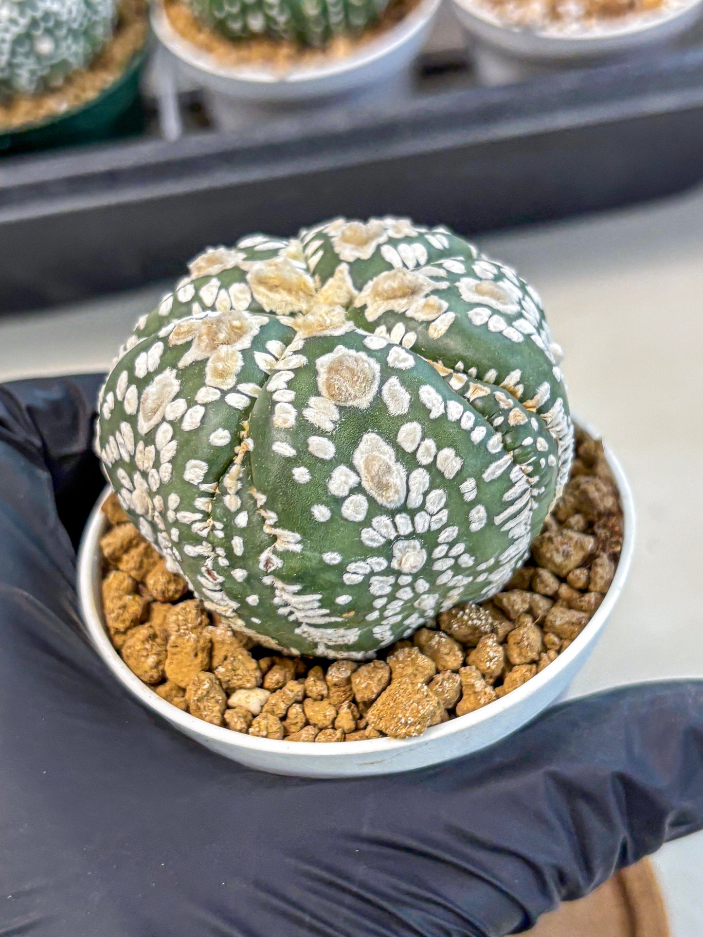 Astrophytum 5-Ribs (at7) (y4) | Living Rocks