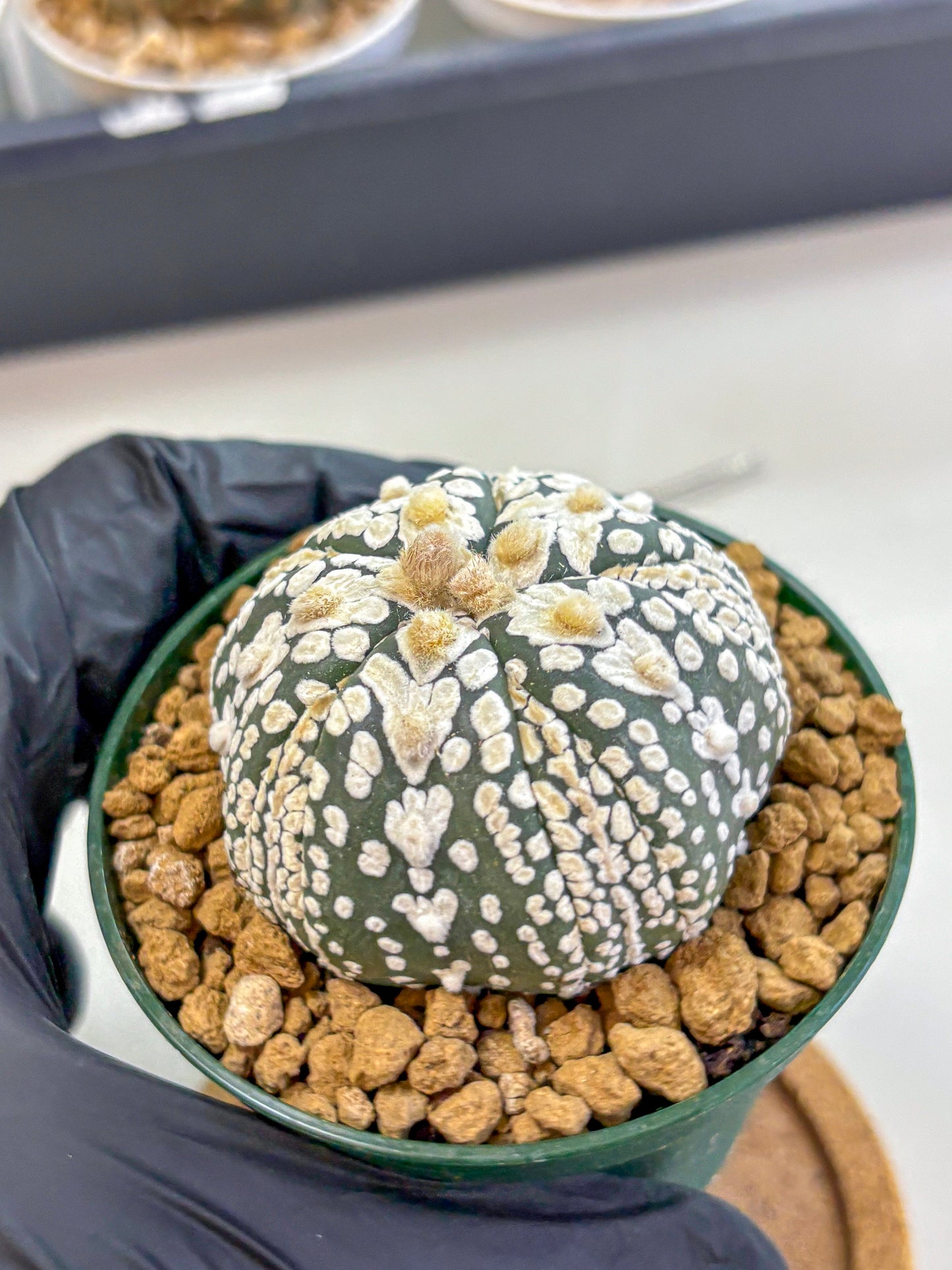 Astrophytum Fukuryu (at8) (06) | Rare Plant | Succulent Cactus