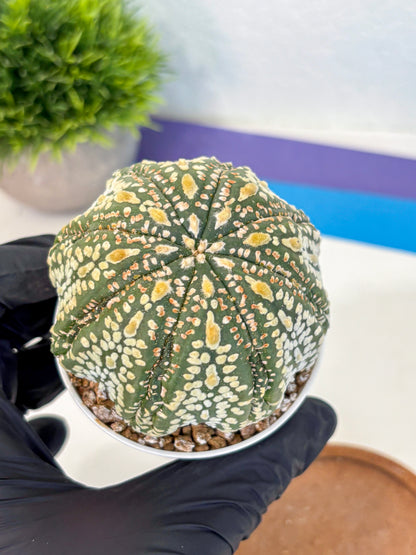 Astrophytum Super Kabuto (at10) (06) | sand dollar cactus