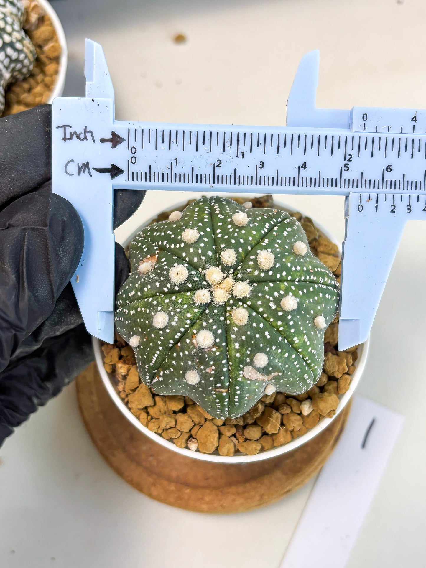 Astrophytum Star Shape (at3) (p1) | Very Rare Cactus