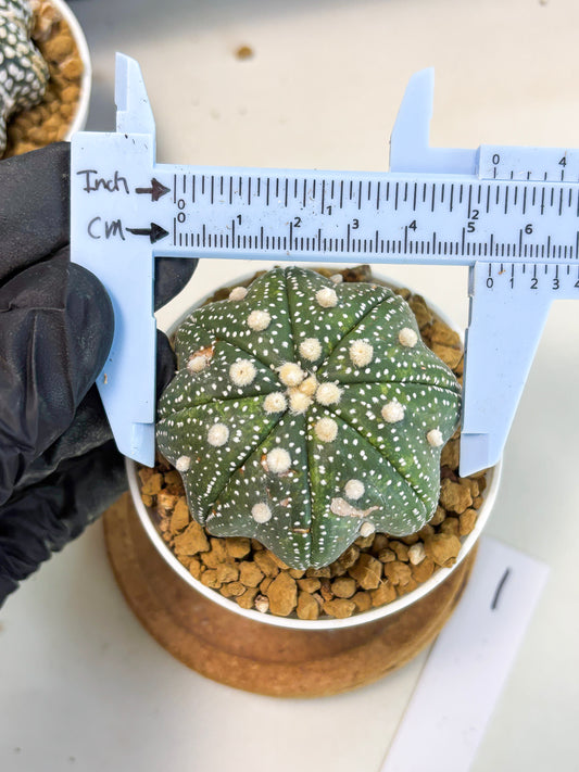 Astrophytum Star Shape (at3) (p1) | Very Rare Cactus