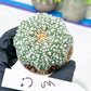 Astrophytum Super Kabuto (#T7B) | Las Vegas Botanical Shop | 3" Pot