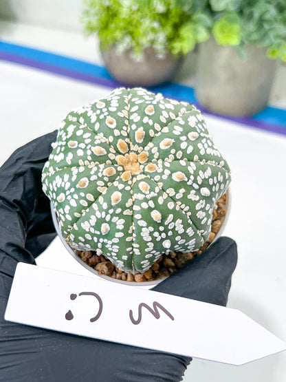 Astrophytum Super Kabuto (#T7B) | Las Vegas Botanical Shop | 3" Pot