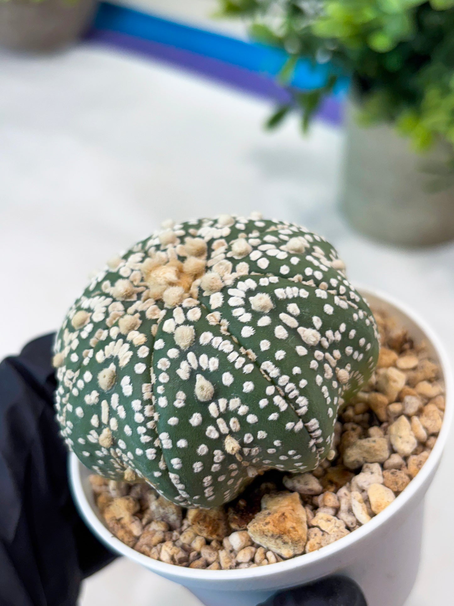 Astrophytum Super Kabuto (T8) (g4) | Imported Cactus