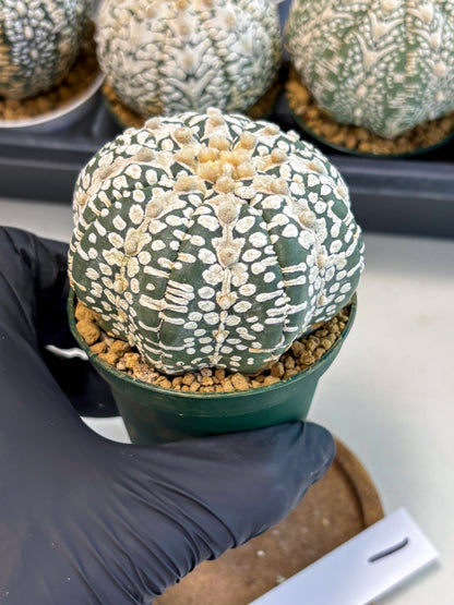 Astrophytum V-Type (at6) (y1) | Rare Star Cactus