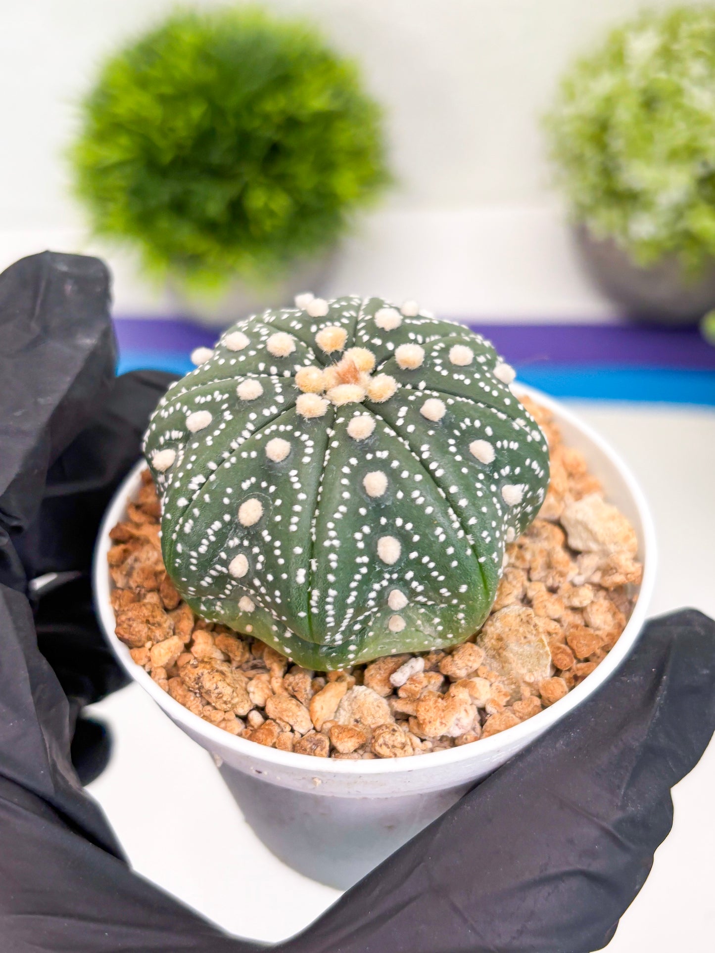 Astrophytum Super Kabuto (t7) (y2) | Imported Plants | 3" Pot