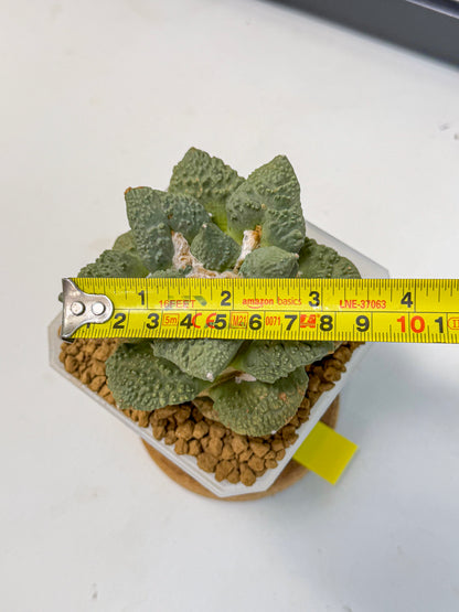 Ariocarpus Cultivar (yy) | Living rock cactus