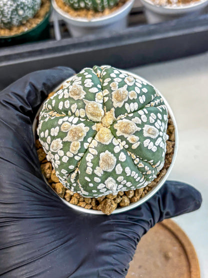 Astrophytum 5-Ribs (at7) (y4) | Living Rocks