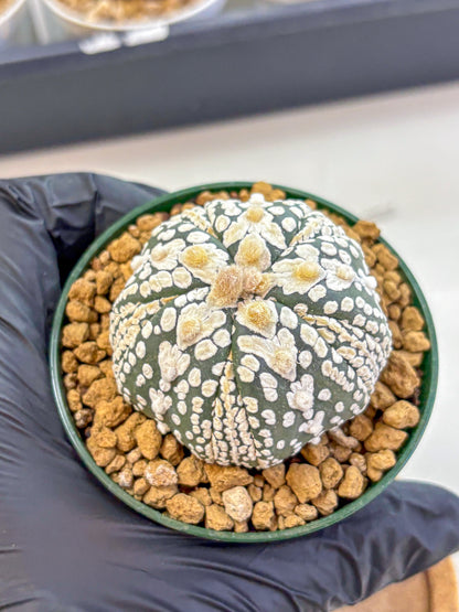 Astrophytum Fukuryu (at8) (06) | Rare Plant | Succulent Cactus