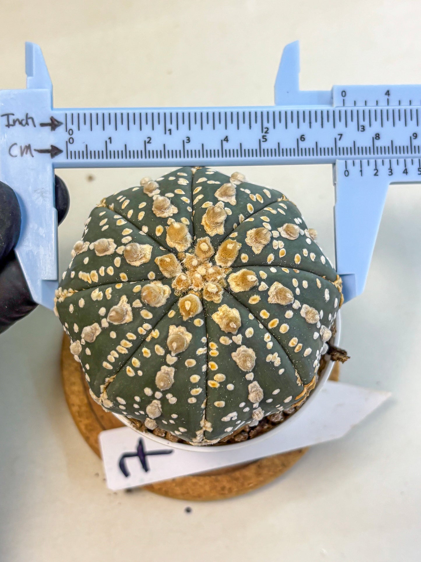 Astrophytum Super Kabuto (at10) (07) | sand dollar cactus