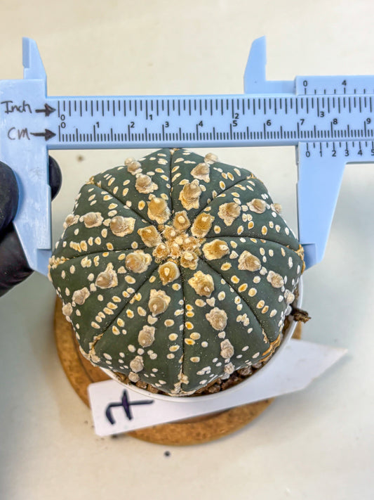 Astrophytum Super Kabuto (at10) (07) | sand dollar cactus