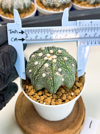 Astrophytum Star Shape (at3) (p1) | Very Rare Cactus