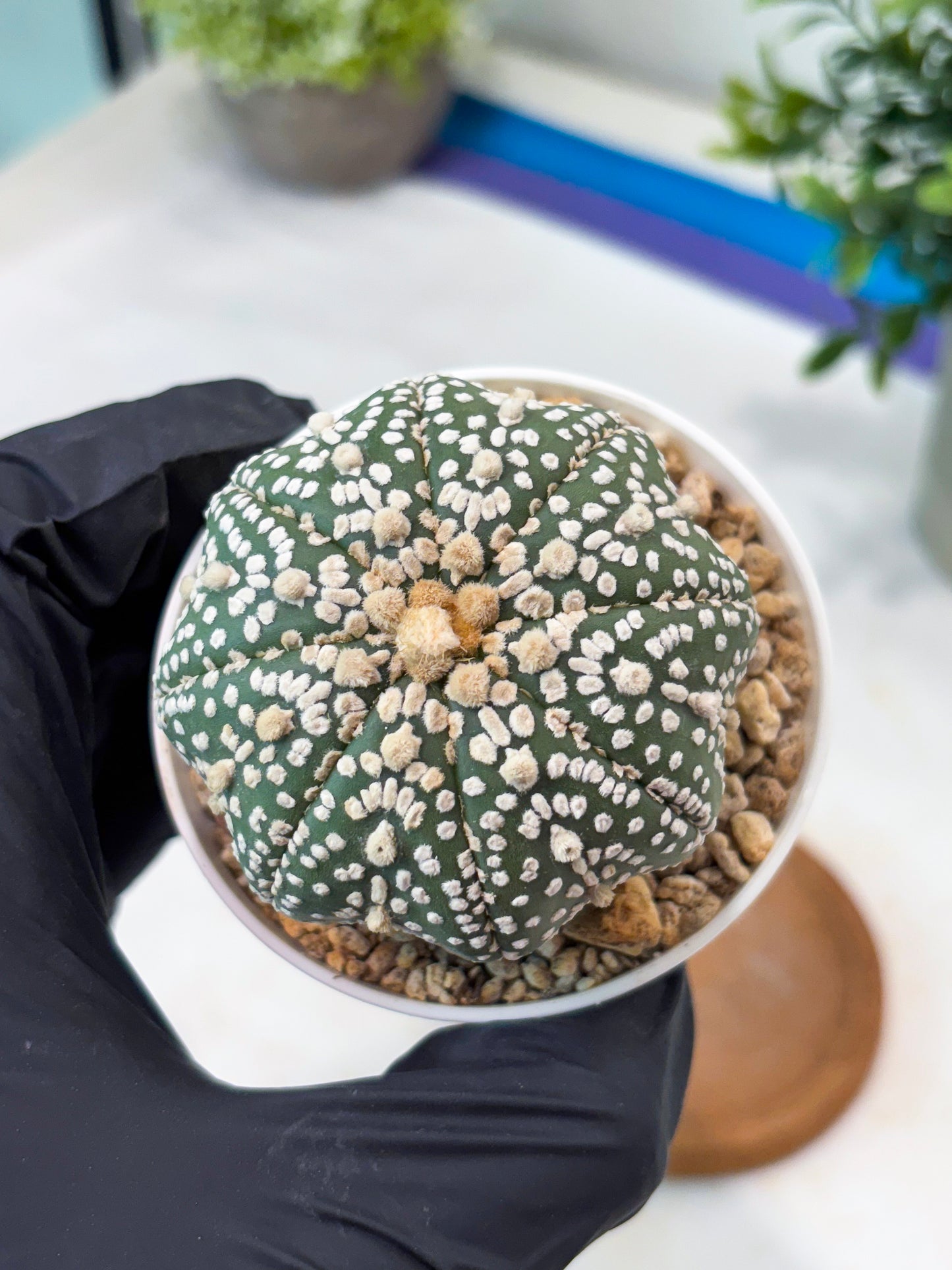 Astrophytum Super Kabuto (T8) (g4) | Imported Cactus