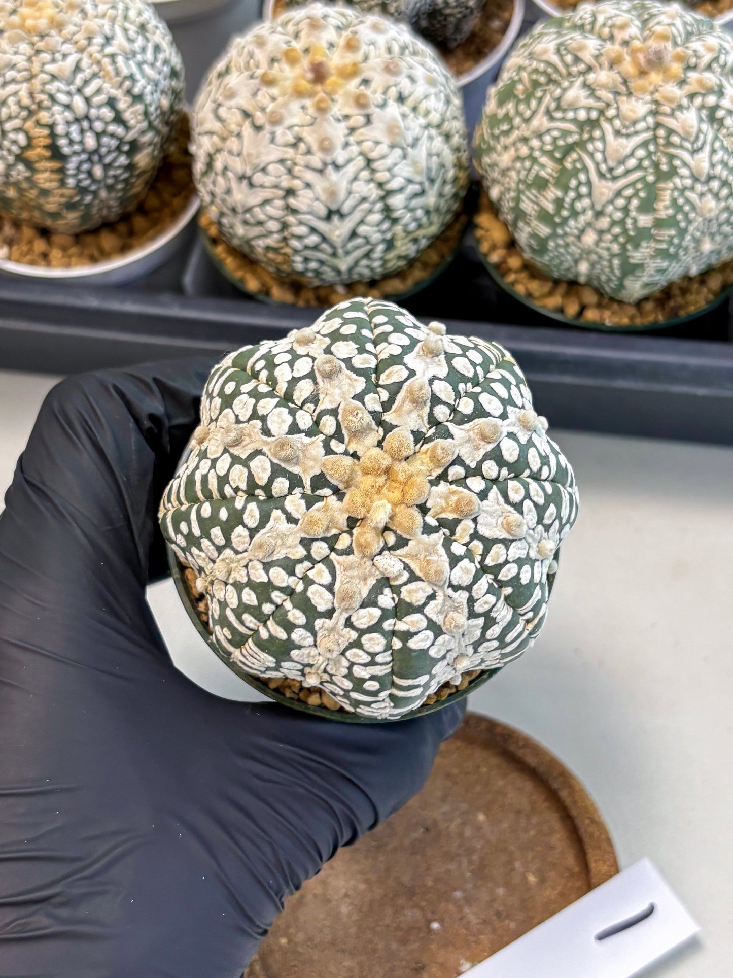Astrophytum V-Type (at6) (y1) | Rare Star Cactus