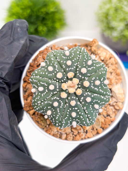 Astrophytum Super Kabuto (t7) (y2) | Imported Plants | 3" Pot