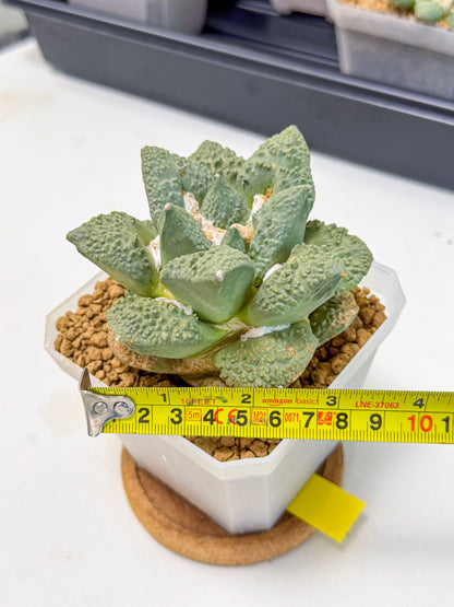 Ariocarpus Cultivar (yy) | Living rock cactus