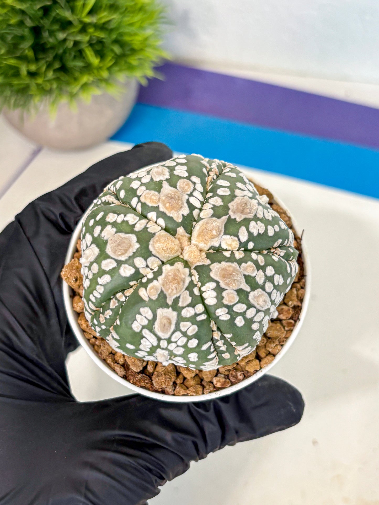 Astrophytum 5-Ribs (at7) (y4) | Living Rocks