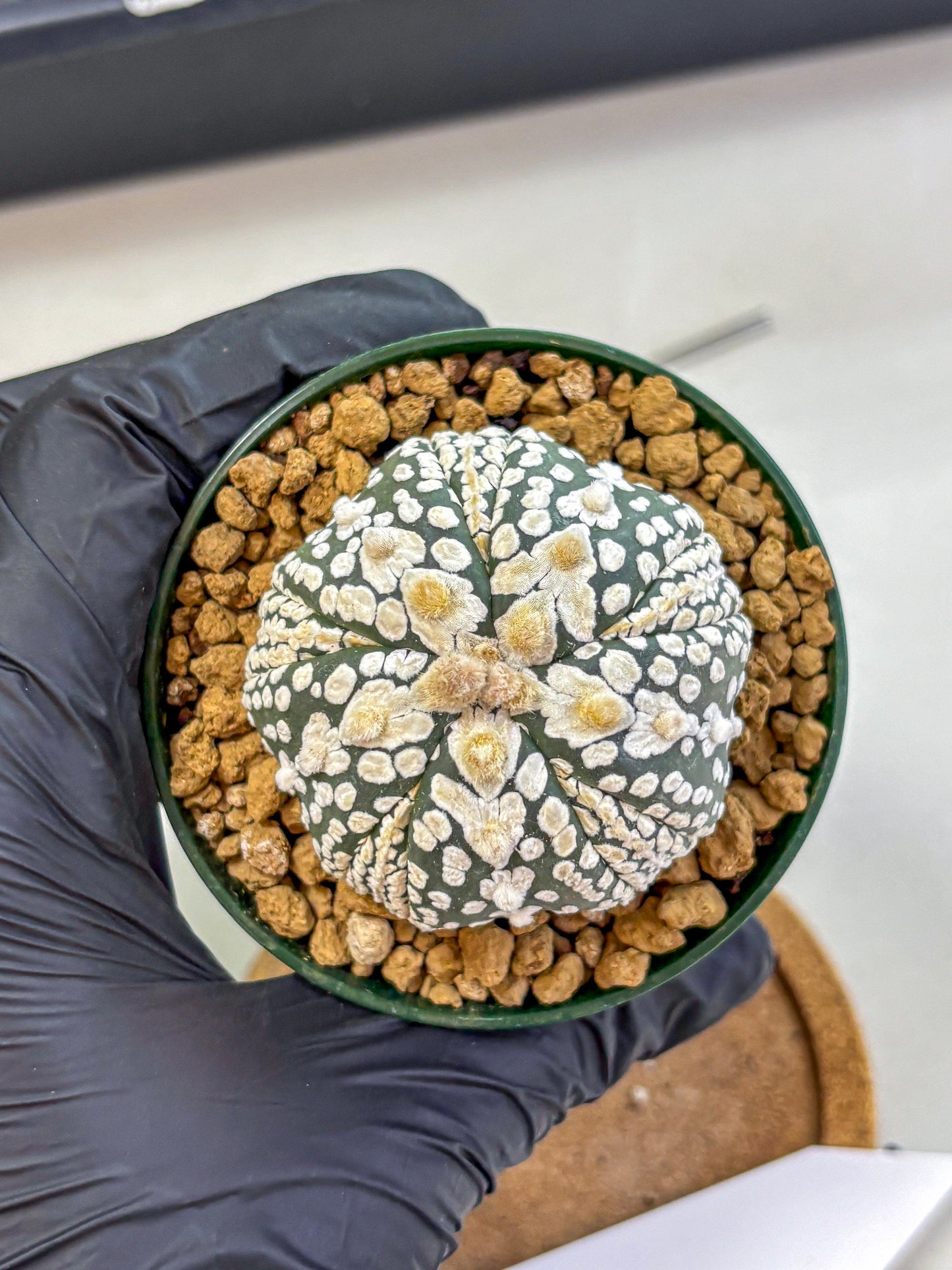 Astrophytum Fukuryu (at8) (06) | Rare Plant | Succulent Cactus