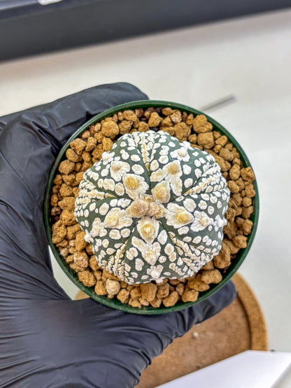Astrophytum Fukuryu (at8) (06) | Rare Plant | Succulent Cactus