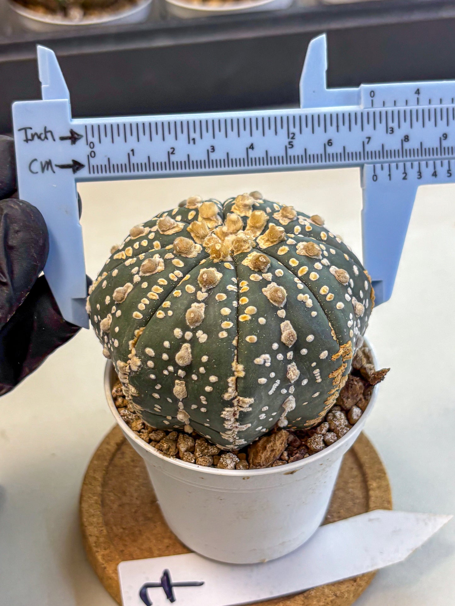 Astrophytum Super Kabuto (at10) (07) | sand dollar cactus