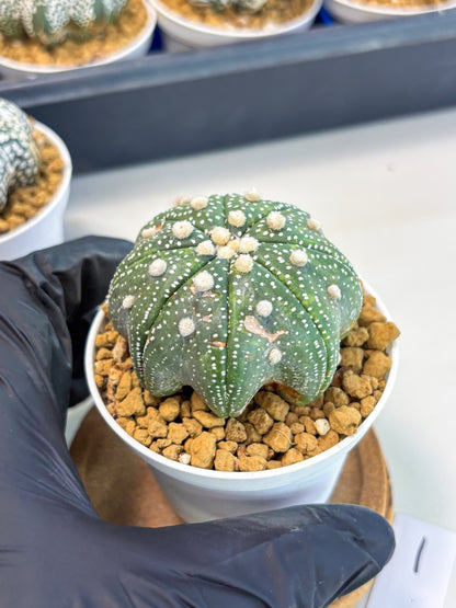 Astrophytum Star Shape (at3) (p1) | Very Rare Cactus