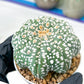 Astrophytum Super Kabuto (#T7B) | Las Vegas Botanical Shop | 3" Pot