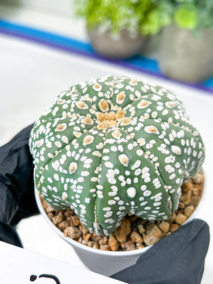 Astrophytum Super Kabuto (#T7B) | Las Vegas Botanical Shop | 3" Pot