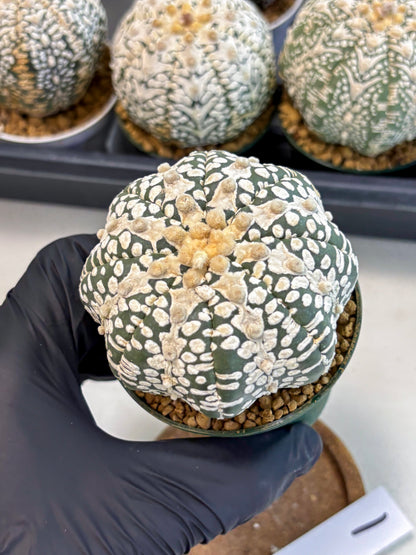 Astrophytum V-Type (at6) (y1) | Rare Star Cactus